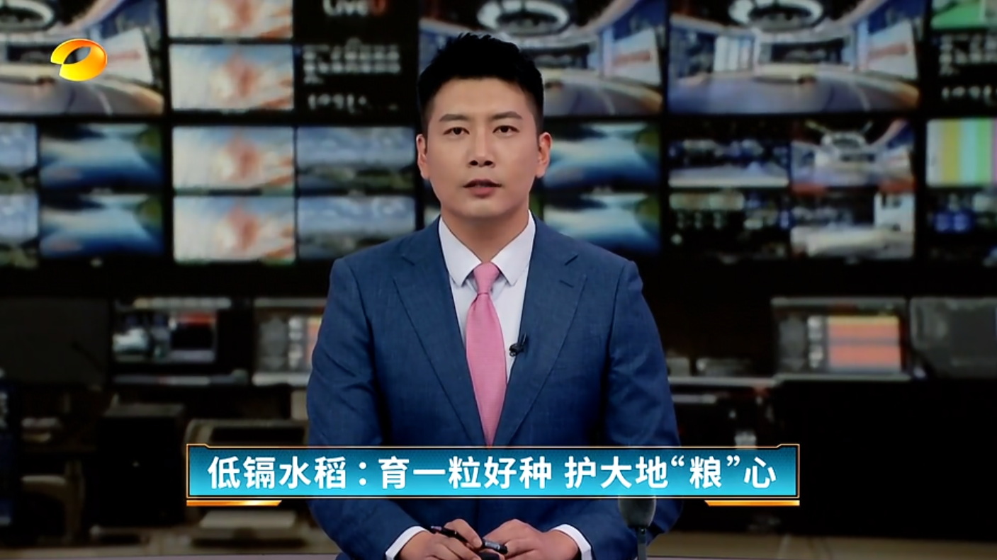 【湖南新闻联播】（国之重器）低镉水稻：育一粒好种 护大地“粮”心