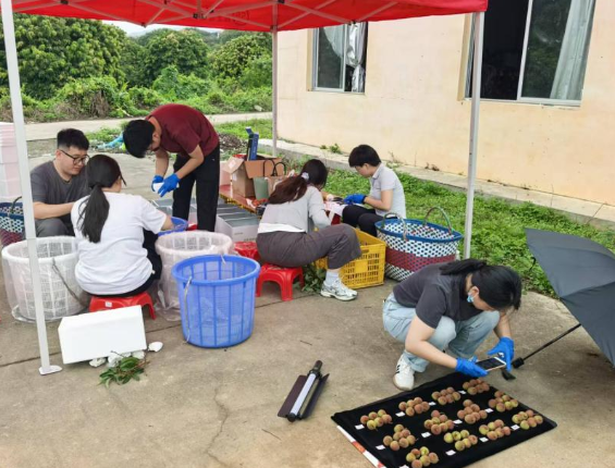 【南方+】重离子技术“锁”鲜，惠州破解荔枝保鲜储运难题